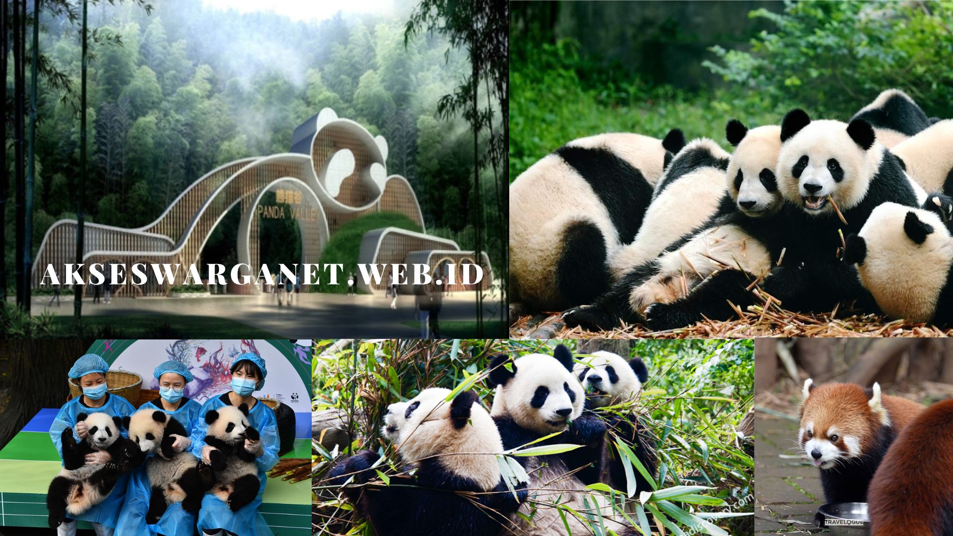 Chengdu Research Base of Giant Panda Breeding, China Destinasi Wisata Dan Kebun Panda Yang Populer