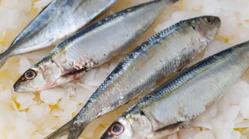 Kembung Bertelur Khas Bangka Belitung Kuliner Laut